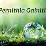 pernithia galnith